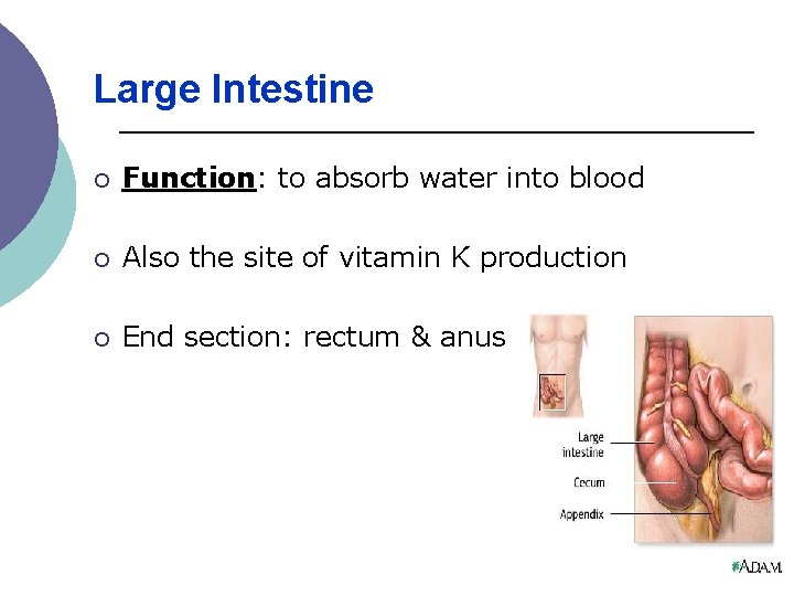 Large Intestine ¡ Function: to absorb water into blood ¡ Also the site of Large Intestine ¡ Function: to absorb water into blood ¡ Also the site of