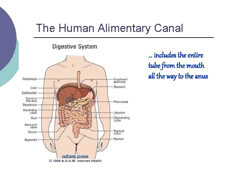 The Human Alimentary Canal … includes the entire tube from the mouth all the The Human Alimentary Canal … includes the entire tube from the mouth all the