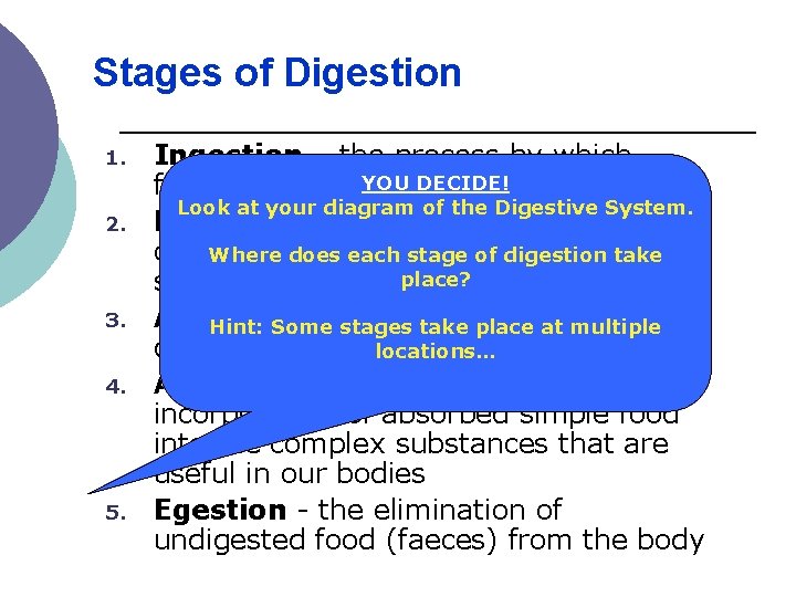 Stages of Digestion 1. 2. 3. 4. 5. Ingestion – the process by which Stages of Digestion 1. 2. 3. 4. 5. Ingestion – the process by which