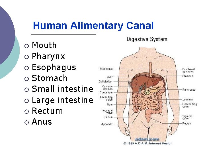 Lesson 2 The Human Alimentary Canal The Human