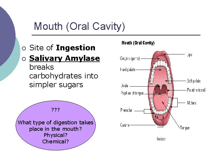 Mouth (Oral Cavity) ¡ ¡ Site of Ingestion Salivary Amylase breaks carbohydrates into simpler Mouth (Oral Cavity) ¡ ¡ Site of Ingestion Salivary Amylase breaks carbohydrates into simpler