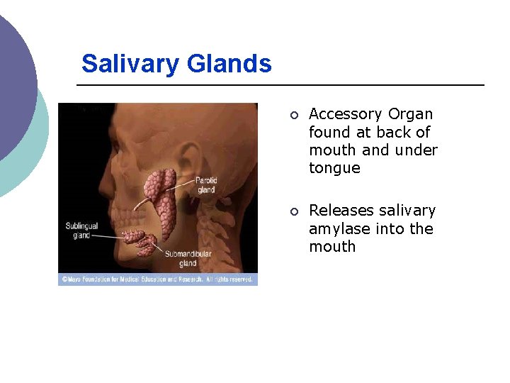 Salivary Glands ¡ Accessory Organ found at back of mouth and under tongue ¡ Salivary Glands ¡ Accessory Organ found at back of mouth and under tongue ¡