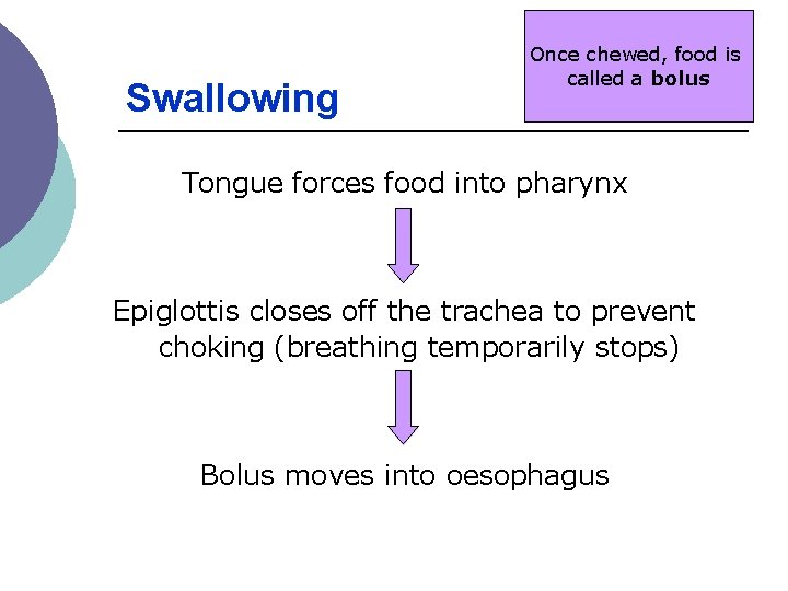 Swallowing Once chewed, food is called a bolus Tongue forces food into pharynx Epiglottis Swallowing Once chewed, food is called a bolus Tongue forces food into pharynx Epiglottis