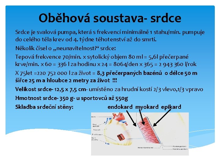 Oběhová soustava- srdce Srdce je svalová pumpa, která s frekvencí minimálně 1 stahu/min. pumpuje