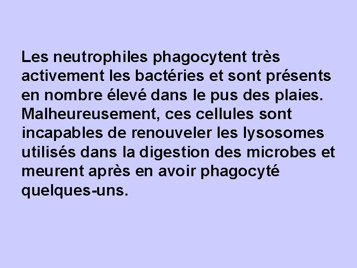 Les neutrophiles phagocytent très activement les bactéries et sont présents en nombre élevé dans