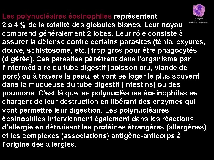 Les polynucléaires éosinophiles représentent 2 à 4 % de la totalité des globules blancs.