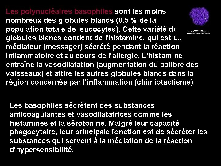 Les polynucléaires basophiles sont les moins nombreux des globules blancs (0, 5 % de