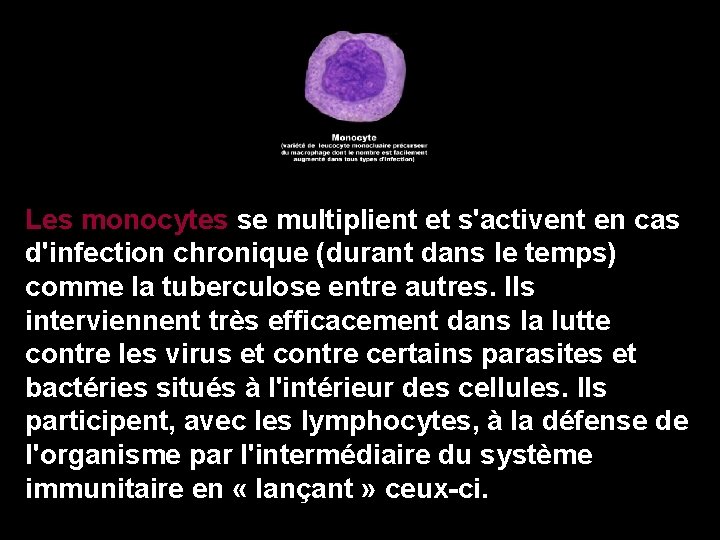 Les monocytes se multiplient et s'activent en cas d'infection chronique (durant dans le temps)