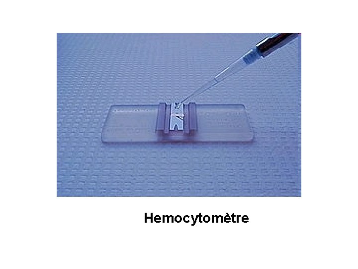 Hemocytomètre 