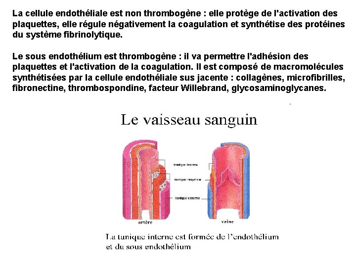 La cellule endothéliale est non thrombogène : elle protège de l'activation des plaquettes, elle