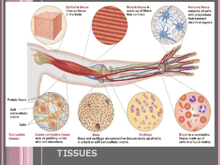 FOUR TYPES OF ANIMAL TISSUES 