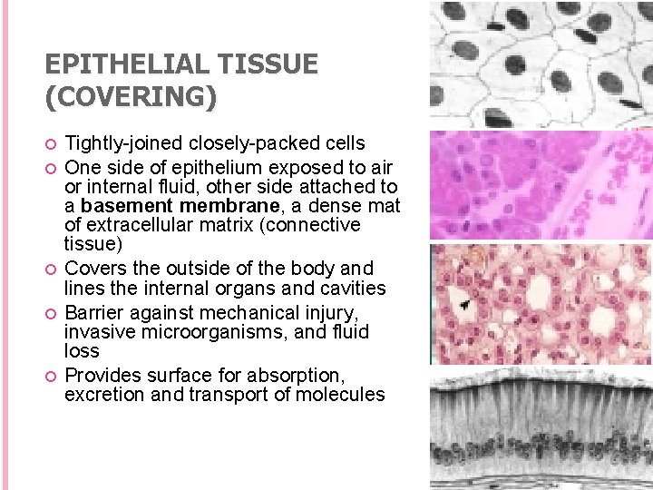 EPITHELIAL TISSUE (COVERING) Tightly-joined closely-packed cells One side of epithelium exposed to air or