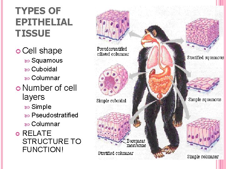 TYPES OF EPITHELIAL TISSUE Cell shape Squamous Cuboidal Columnar Number layers of cell Simple