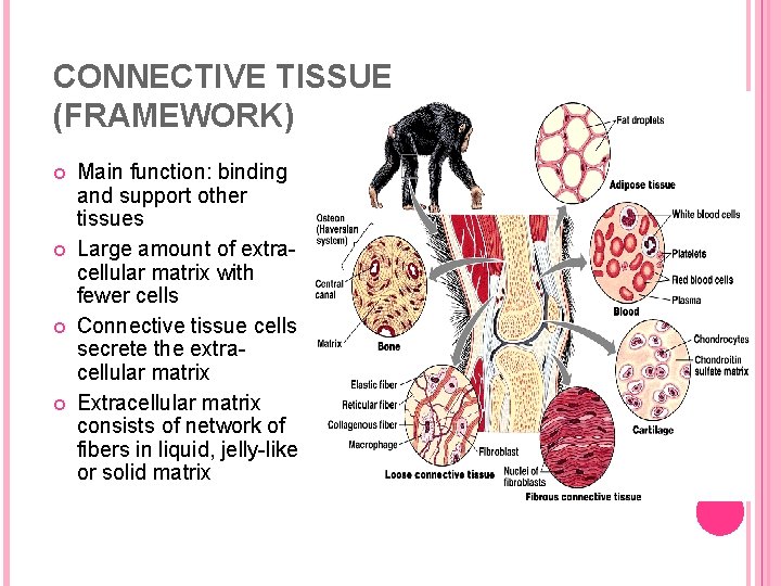 CONNECTIVE TISSUE (FRAMEWORK) Main function: binding and support other tissues Large amount of extracellular