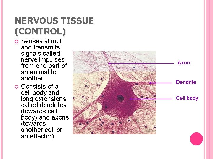 NERVOUS TISSUE (CONTROL) Senses stimuli and transmits signals called nerve impulses from one part