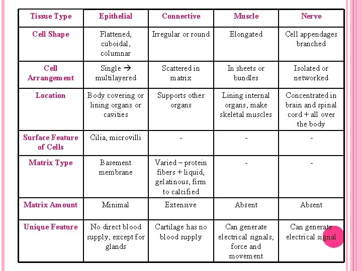 Tissue Type Epithelial Connective Muscle Nerve Cell Shape Flattened, cuboidal, columnar Irregular or round