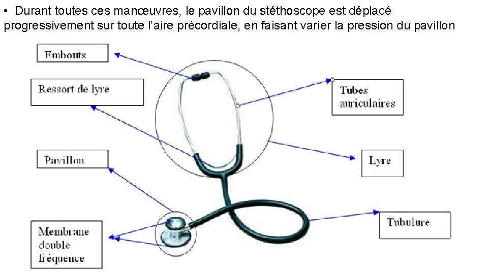  • Durant toutes ces manœuvres, le pavillon du stéthoscope est déplacé progressivement sur