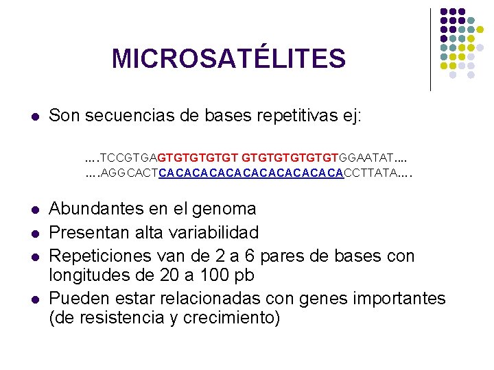MICROSATÉLITES l Son secuencias de bases repetitivas ej: …. TCCGTGAGTGTGTGGAATAT. . …. AGGCACTCACACACACACACCTTATA…. l MICROSATÉLITES l Son secuencias de bases repetitivas ej: …. TCCGTGAGTGTGTGGAATAT. . …. AGGCACTCACACACACACACCTTATA…. l