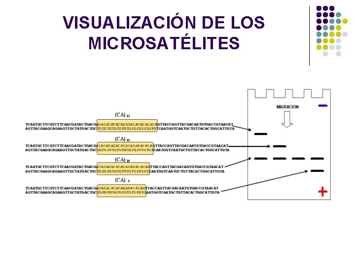 VISUALIZACIÓN DE LOS MICROSATÉLITES VISUALIZACIÓN DE LOS MICROSATÉLITES