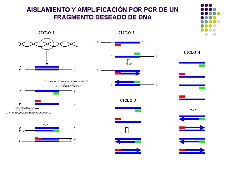 AISLAMIENTO Y AMPLIFICACIÓN POR PCR DE UN FRAGMENTO DESEADO DE DNA CICLO 1 CICLO AISLAMIENTO Y AMPLIFICACIÓN POR PCR DE UN FRAGMENTO DESEADO DE DNA CICLO 1 CICLO