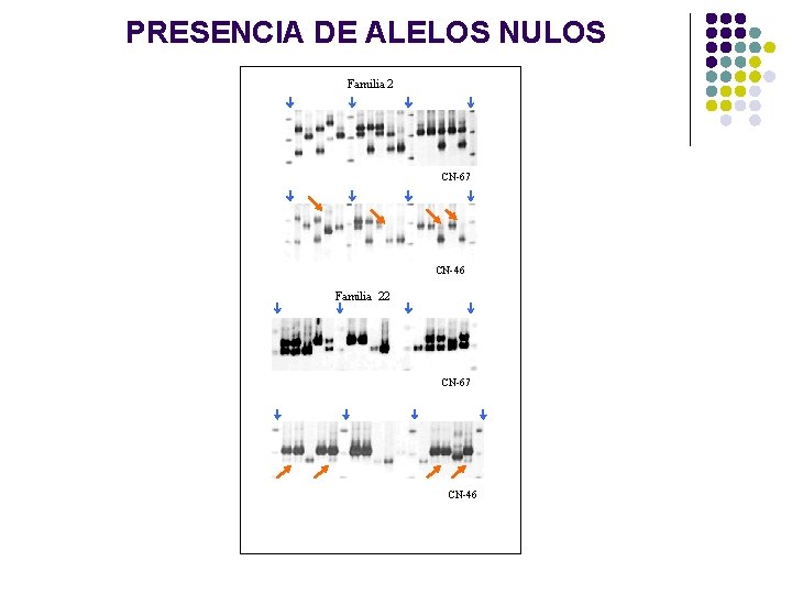 PRESENCIA DE ALELOS NULOS Familia 2 CN-67 CN-46 Familia 22 CN-67 CN-46 PRESENCIA DE ALELOS NULOS Familia 2 CN-67 CN-46 Familia 22 CN-67 CN-46