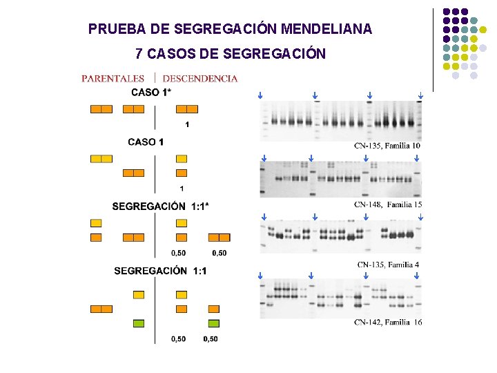 PRUEBA DE SEGREGACIÓN MENDELIANA 7 CASOS DE SEGREGACIÓN PRUEBA DE SEGREGACIÓN MENDELIANA 7 CASOS DE SEGREGACIÓN