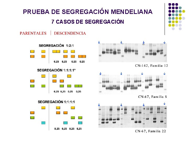 PRUEBA DE SEGREGACIÓN MENDELIANA 7 CASOS DE SEGREGACIÓN PRUEBA DE SEGREGACIÓN MENDELIANA 7 CASOS DE SEGREGACIÓN