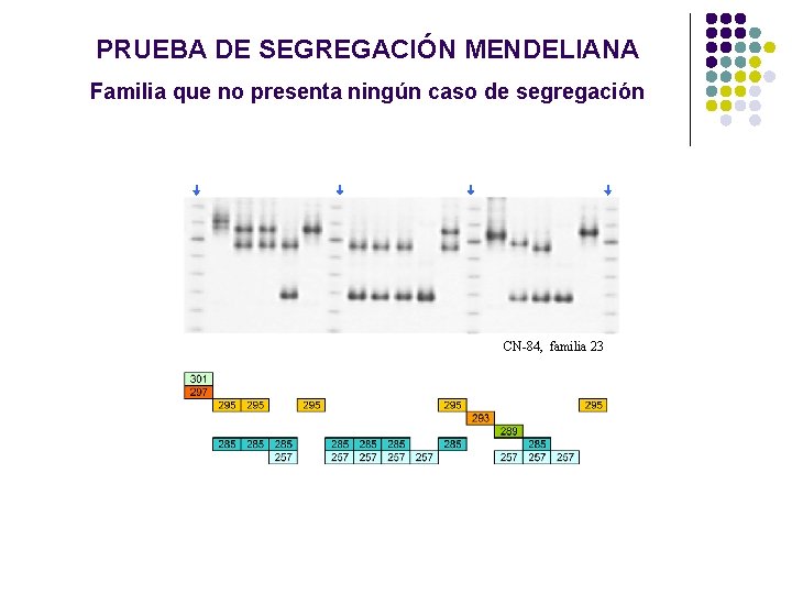PRUEBA DE SEGREGACIÓN MENDELIANA Familia que no presenta ningún caso de segregación CN-84, familia PRUEBA DE SEGREGACIÓN MENDELIANA Familia que no presenta ningún caso de segregación CN-84, familia