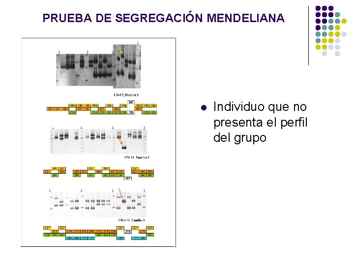PRUEBA DE SEGREGACIÓN MENDELIANA l Individuo que no presenta el perfil del grupo PRUEBA DE SEGREGACIÓN MENDELIANA l Individuo que no presenta el perfil del grupo