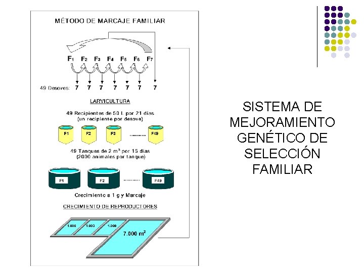 SISTEMA DE MEJORAMIENTO GENÉTICO DE SELECCIÓN FAMILIAR SISTEMA DE MEJORAMIENTO GENÉTICO DE SELECCIÓN FAMILIAR