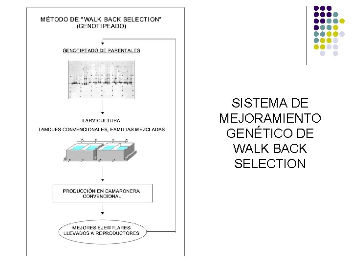 SISTEMA DE MEJORAMIENTO GENÉTICO DE WALK BACK SELECTION SISTEMA DE MEJORAMIENTO GENÉTICO DE WALK BACK SELECTION