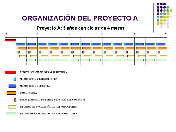 ORGANIZACIÓN DEL PROYECTO A Proyecto A: 5 años con ciclos de 4 meses ORGANIZACIÓN DEL PROYECTO A Proyecto A: 5 años con ciclos de 4 meses