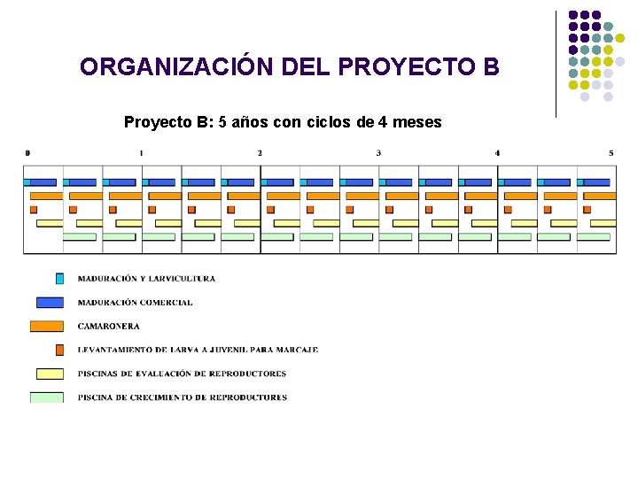 ORGANIZACIÓN DEL PROYECTO B Proyecto B: 5 años con ciclos de 4 meses ORGANIZACIÓN DEL PROYECTO B Proyecto B: 5 años con ciclos de 4 meses