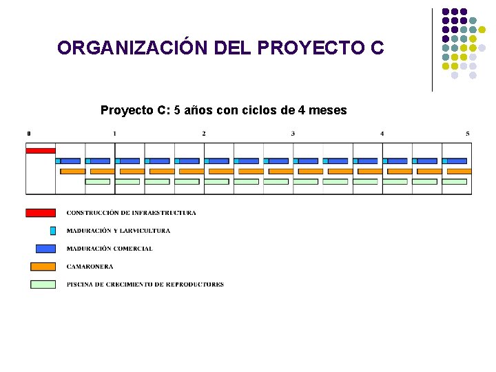 ORGANIZACIÓN DEL PROYECTO C Proyecto C: 5 años con ciclos de 4 meses ORGANIZACIÓN DEL PROYECTO C Proyecto C: 5 años con ciclos de 4 meses