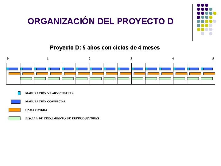 ORGANIZACIÓN DEL PROYECTO D Proyecto D: 5 años con ciclos de 4 meses ORGANIZACIÓN DEL PROYECTO D Proyecto D: 5 años con ciclos de 4 meses