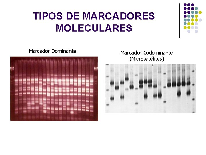 TIPOS DE MARCADORES MOLECULARES Marcador Dominante Marcador Codominante (Microsatélites) TIPOS DE MARCADORES MOLECULARES Marcador Dominante Marcador Codominante (Microsatélites)