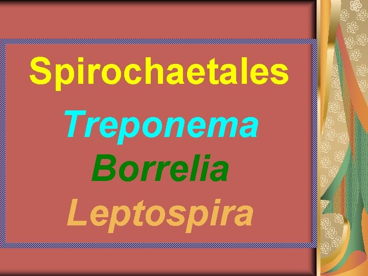 Spirochaetales Treponema Borrelia Leptospira 