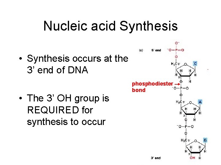 Nucleic acid Synthesis • Synthesis occurs at the 3’ end of DNA • The