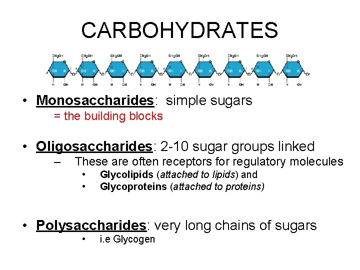 CARBOHYDRATES • Monosaccharides: simple sugars = the building blocks • Oligosaccharides: 2 -10 sugar