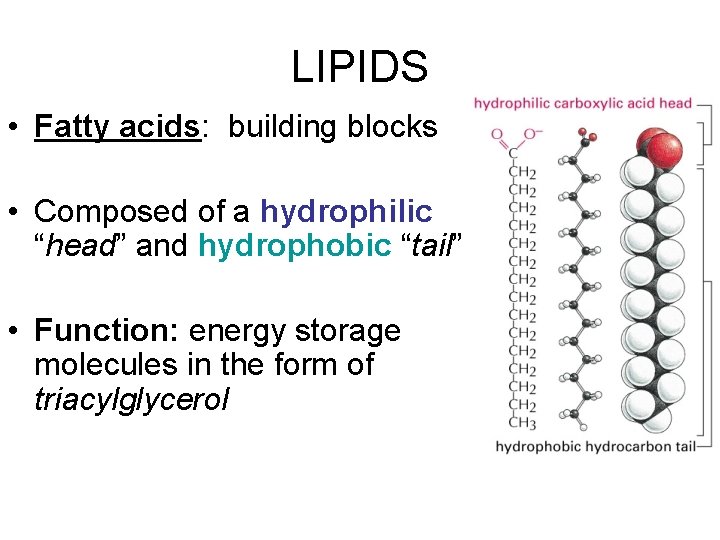 LIPIDS • Fatty acids: building blocks • Composed of a hydrophilic “head” and hydrophobic