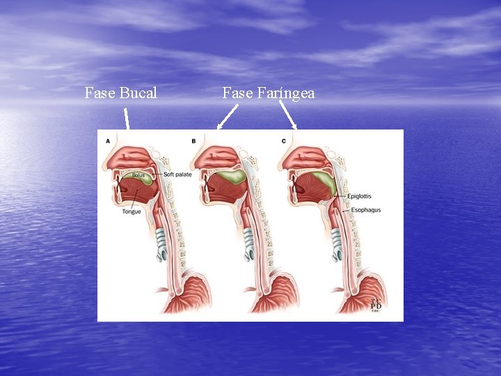 Fase Bucal Fase Faríngea Fase Bucal Fase Faríngea