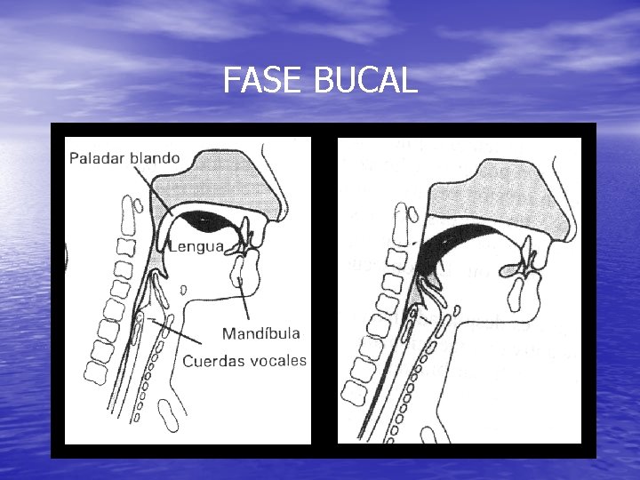 FASE BUCAL FASE BUCAL