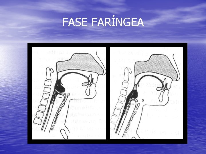 FASE FARÍNGEA FASE FARÍNGEA
