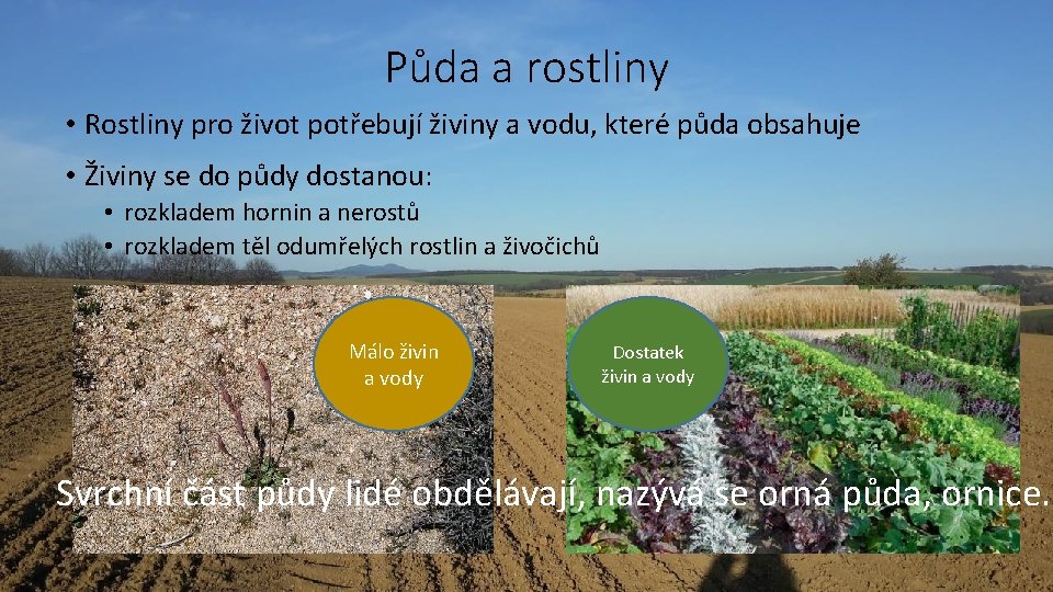 Půda a rostliny • Rostliny pro život potřebují živiny a vodu, které půda obsahuje