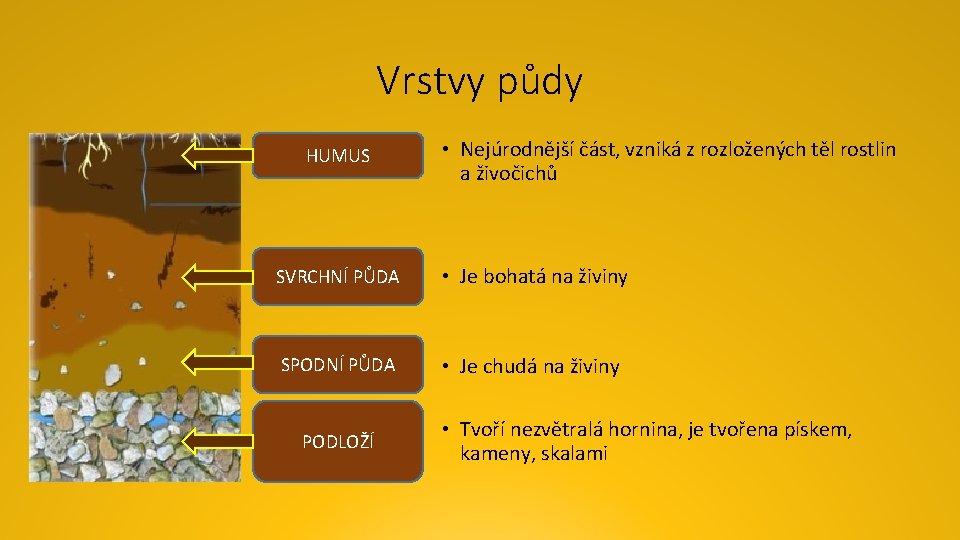 Vrstvy půdy HUMUS • Nejúrodnější část, vzniká z rozložených těl rostlin a živočichů SVRCHNÍ