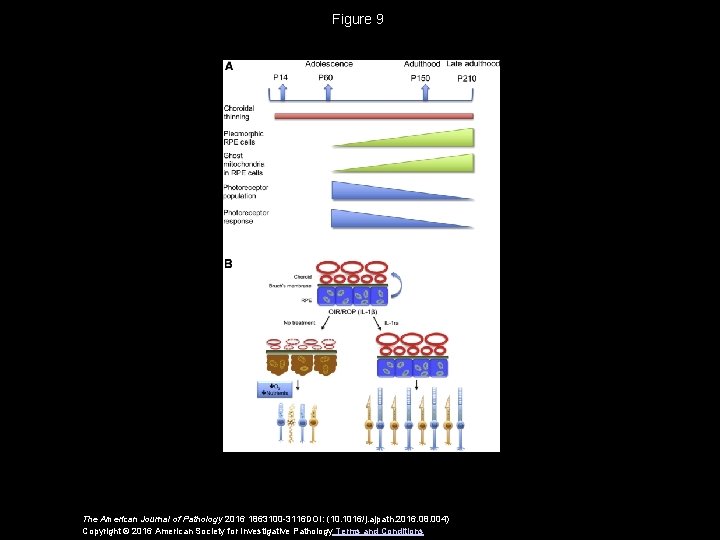 Figure 9 The American Journal of Pathology 2016 1863100 -3116 DOI: (10. 1016/j. ajpath.