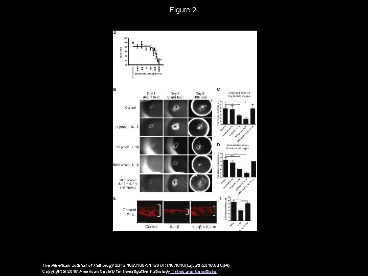 Figure 2 The American Journal of Pathology 2016 1863100 -3116 DOI: (10. 1016/j. ajpath.