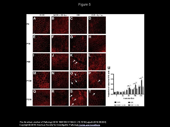 Figure 5 The American Journal of Pathology 2016 1863100 -3116 DOI: (10. 1016/j. ajpath.