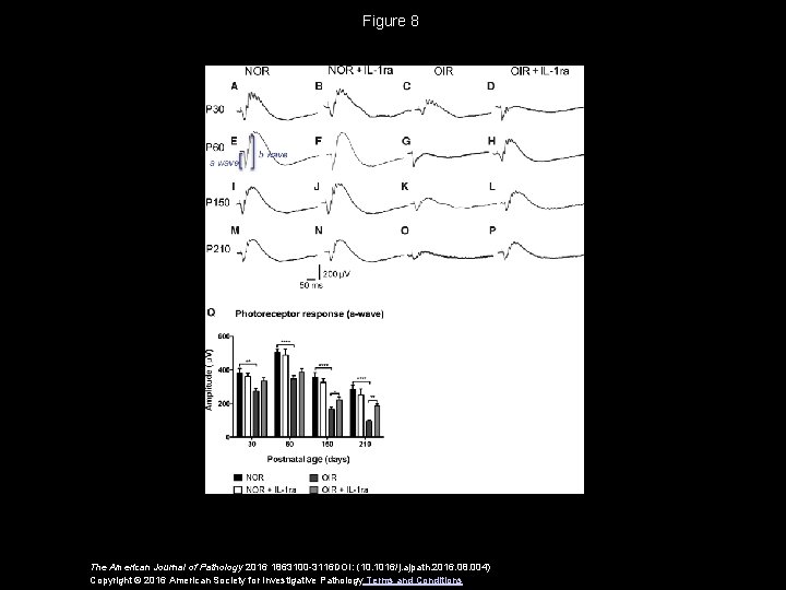 Figure 8 The American Journal of Pathology 2016 1863100 -3116 DOI: (10. 1016/j. ajpath.