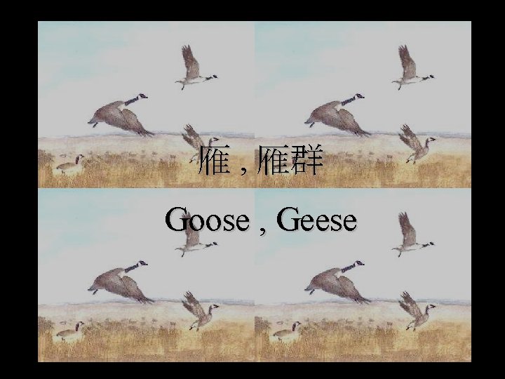 雁 , 雁群 Goose , Geese 
